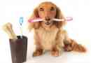 Benefici dell'olio di cocco per i denti dei cani