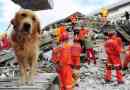 I cani possono prevedere i terremoti?? La risposta