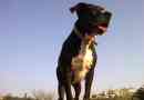 Differenze tra american pit bull terrier e american staffordshire terrier