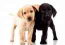 Quanti cuccioli può avere un labrador?