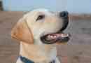 Quanto dovrebbe pesare un cane labrador?