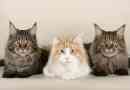 Quanto spesso vanno in calore i gatti?