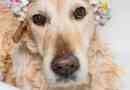 Quanto spesso devo lavare il mio cane??