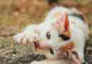 Quanto spesso dovresti tagliare gli artigli del tuo gatto?