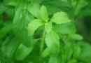 Come prendersi cura di una pianta di stevia