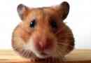 Come nutrire un criceto