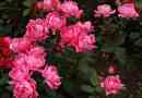 Come sbarazzarsi dei parassiti nei cespugli di rose