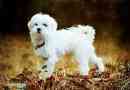 Come governare un cane maltese a casa?