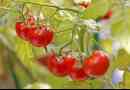 Come coltivare i pomodori in una pentola
