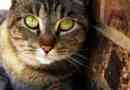 Come sapere se un gatto è in calore