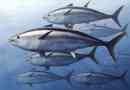 Come sapere se il pesce è sostenibile