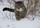 Come sapere se il mio gatto ha il raffreddore