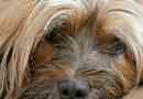 Come sapere se il mio cane ha la depressione