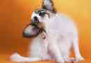 Come sapere se il tuo cane ha le zecche