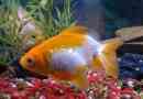 Come prendersi cura di un pesce d'acqua fredda?