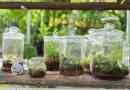 Come realizzare un terrario economico