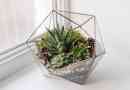 Come realizzare un succulento terrario fai da te - alternative alla ciotola di vetro
