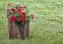 Come fare un vaso di fiori da un ceppo