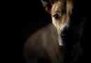 Come rendere socievole il mio cane