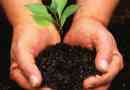 Come fare in casa fertilizzante naturale per piante e giardino