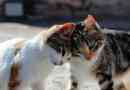 Come far diventare amici due gatti