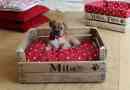 Come fare il tuo letto per animali domestici?