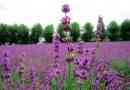 Come piantare la lavanda?