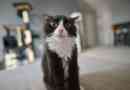 Come prevenire i parassiti nei gatti