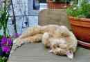 Come impedire ai gatti di saltare sui tavoli