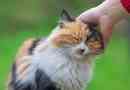 Come impedire al mio gatto di marcare il suo territorio