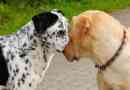 Come impedire al mio cane di attaccare altri cani