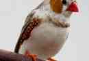 Come prendersi cura di un zebra finch