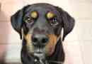 Come insegnare al mio cane a non piangere