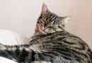 Come sapere se un gatto ha insufficienza renale