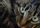Come sapere se il mio gatto ha l'anemia