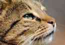 Come capire se il tuo gatto è malato