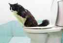 Come addestrare un gatto al bagno?