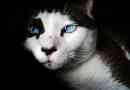Come addestrare un gatto - trucchi di base per l'addomesticamento