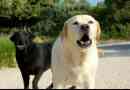 Come addestrare un cane a non mordere