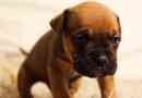 Come addestrare un cucciolo in modo facile ed efficace