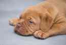 Come trattare un cane con l'epilessia