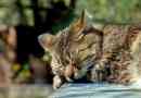 Come trattare un gatto avvelenato