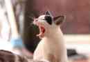 Come trattare la gengivite nei gatti