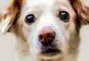 Come trattare il glaucoma nei cani in modo naturale
