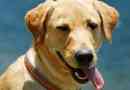 Come trattare il colpo di calore nei cani?