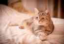 Sintomi di falsa gravidanza nei gatti