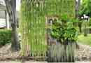 Le migliori piante per un giardino verticale