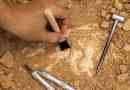 Quali sono gli usi pratici della paleontologia?