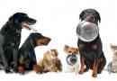 Cosa puoi dare da mangiare a un cane con insufficienza renale?