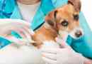 Cosa fa un microchip in un cane?